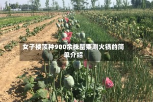 女子楼顶种900余株罂粟涮火锅的简单介绍