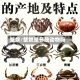 蟹奴/蟹奴是节肢动物吗