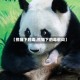 【熊猫下的毒,熊猫下的毒歌词】