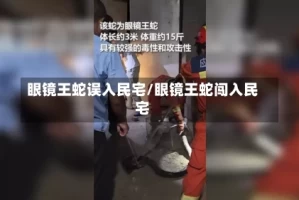 眼镜王蛇误入民宅/眼镜王蛇闯入民宅