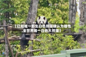 【已知唯一野生白色熊猫确认为雄性,全世界唯一白色大熊猫】