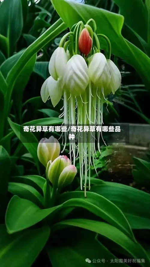 奇花异草有哪些/奇花异草有哪些品种-第1张图片