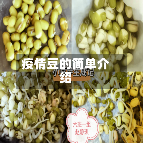 疫情豆的简单介绍-第1张图片