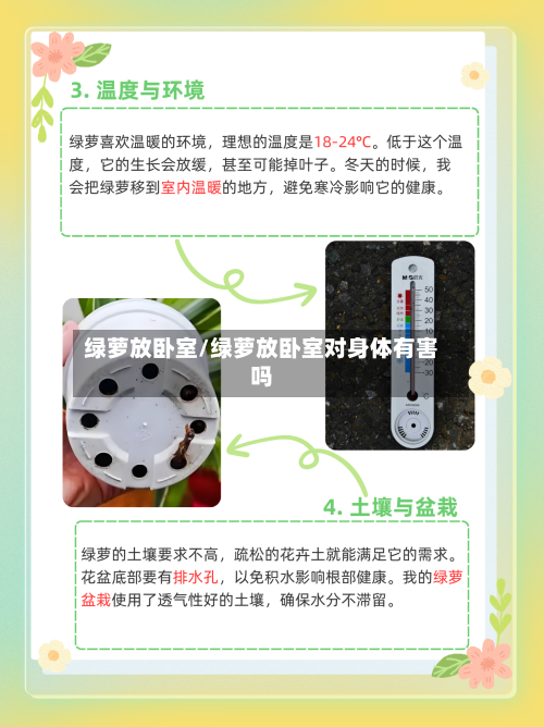 绿萝放卧室/绿萝放卧室对身体有害吗-第2张图片