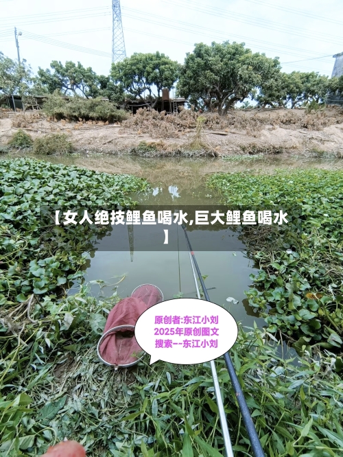 【女人绝技鲤鱼喝水,巨大鲤鱼喝水】-第3张图片