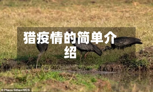 猎疫情的简单介绍-第2张图片