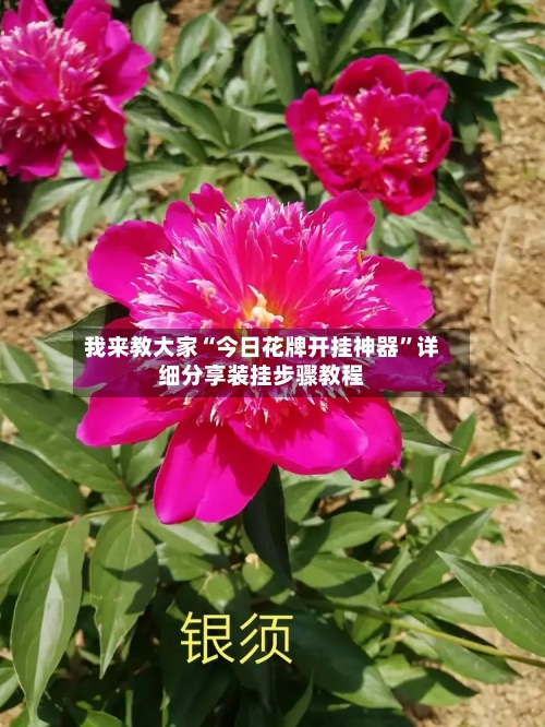 我来教大家“今日花牌开挂神器	”详细分享装挂步骤教程-第1张图片