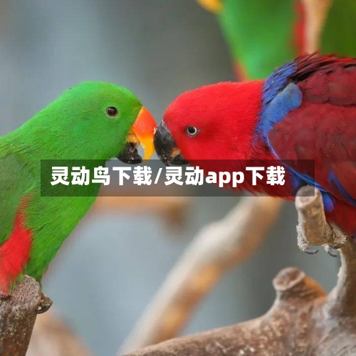 灵动鸟下载/灵动app下载-第3张图片