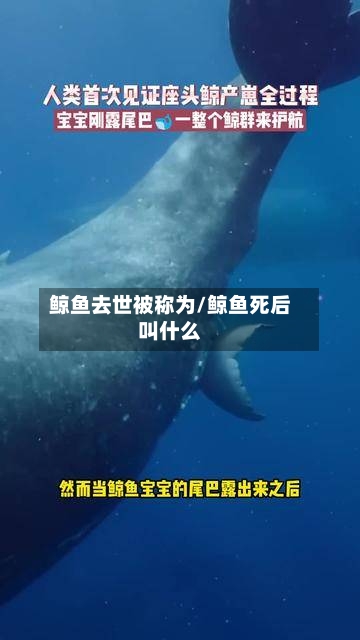 鲸鱼去世被称为/鲸鱼死后叫什么-第3张图片