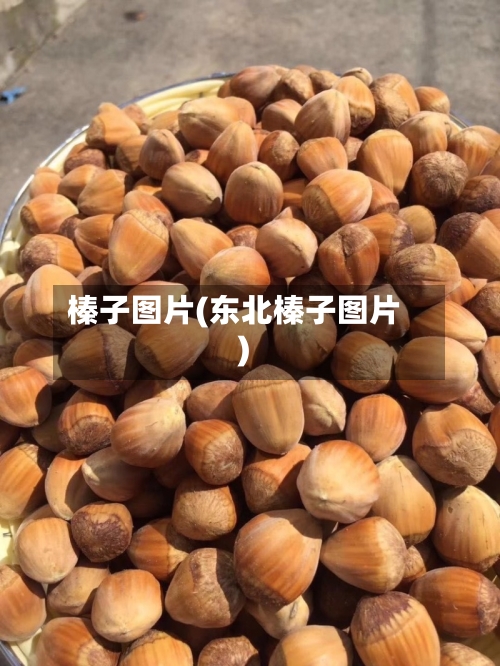 榛子图片(东北榛子图片)-第1张图片
