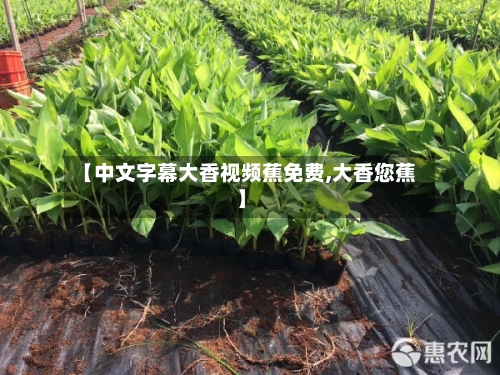 【中文字幕大香视频蕉免费,大香您蕉】-第1张图片