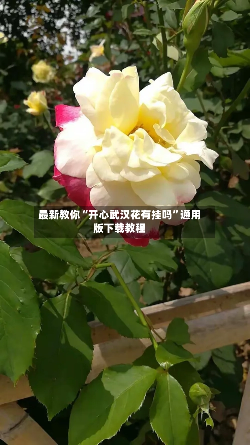 最新教你“开心武汉花有挂吗”通用版下载教程-第1张图片
