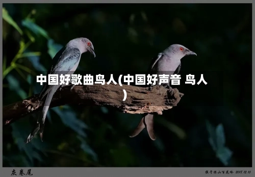 中国好歌曲鸟人(中国好声音 鸟人)-第1张图片