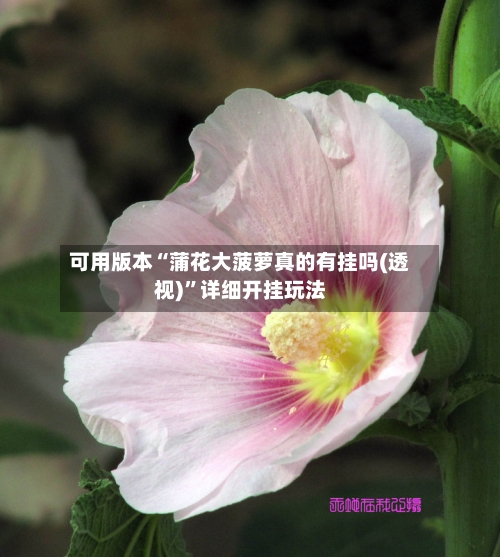可用版本“蒲花大菠萝真的有挂吗(透视)”详细开挂玩法-第1张图片