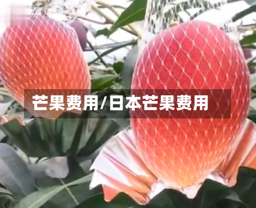 芒果费用/日本芒果费用-第1张图片