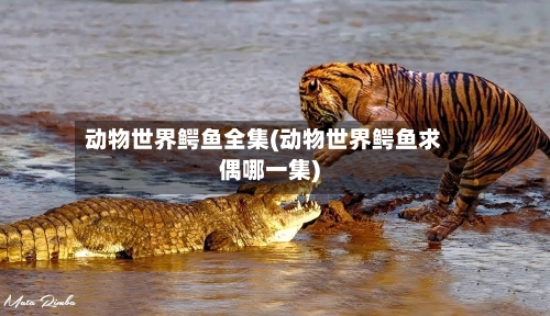 动物世界鳄鱼全集(动物世界鳄鱼求偶哪一集)-第1张图片